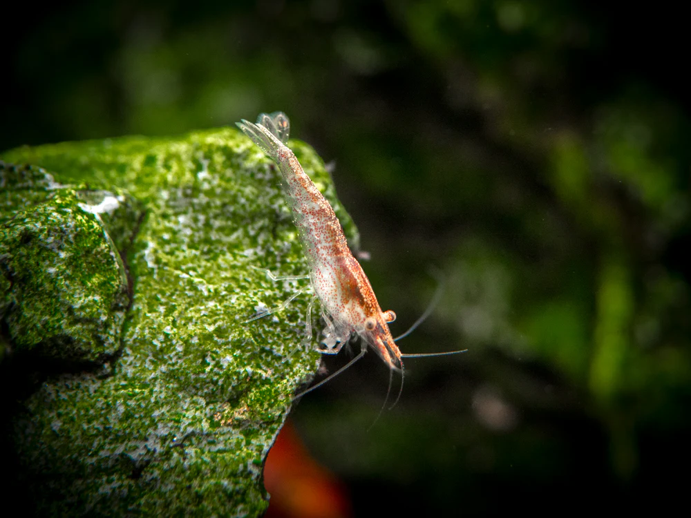 Sakura Red Cherry Shrimp (Neocaridina davidi), Tank-Bred