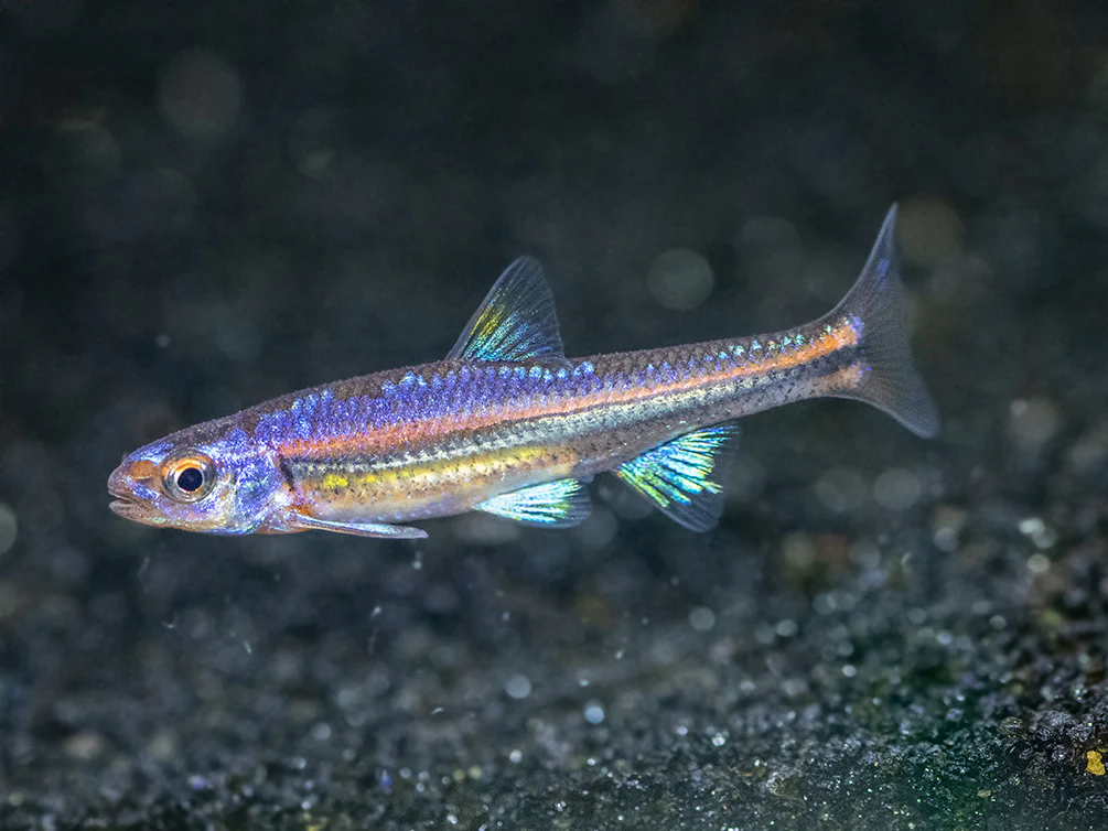 Rainbow Shiner (Notropsis chrosomus), Tank-Bred