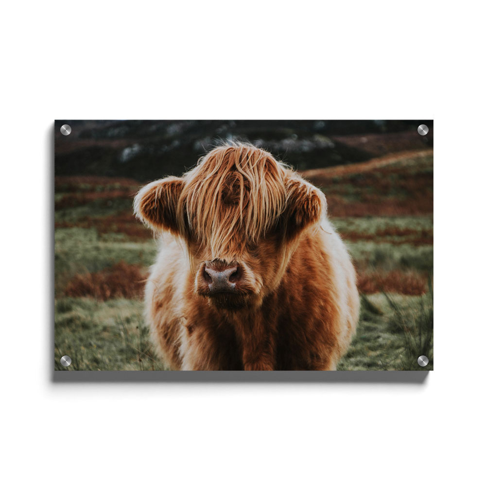 Walljar plexiglas schilderij - Schotse Hooglander Plexiglas schilderij - 150 x 225 cm