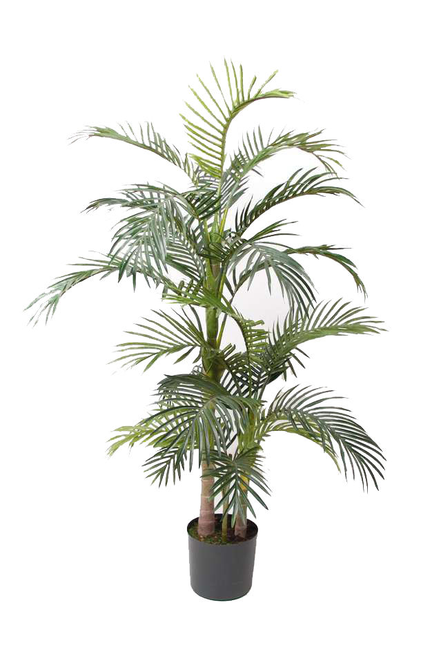 Palm Areca 130 cm