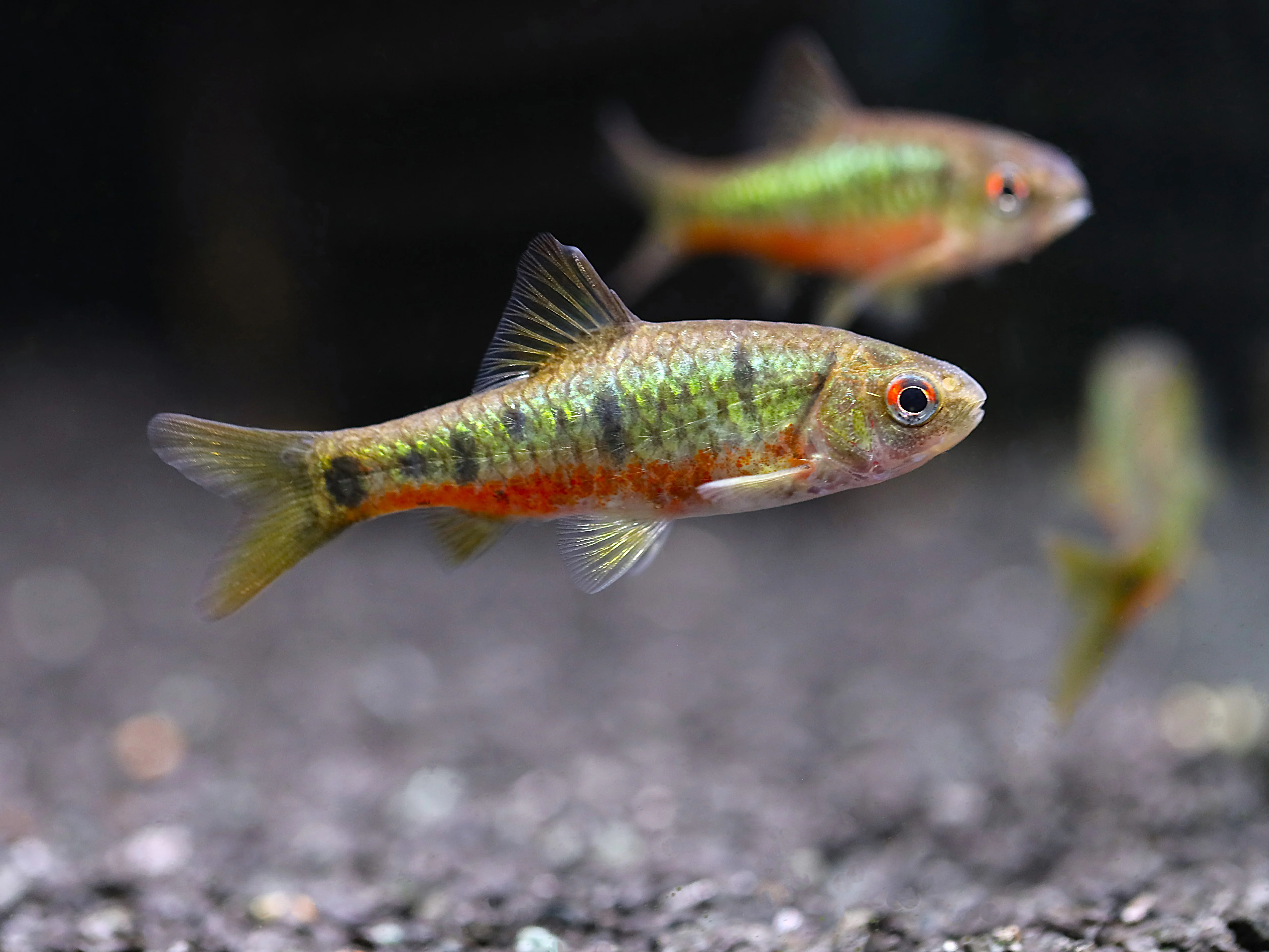 Schuberti Barb (Barbodes semifasciolatus var. schuberti) – Tank-Bred