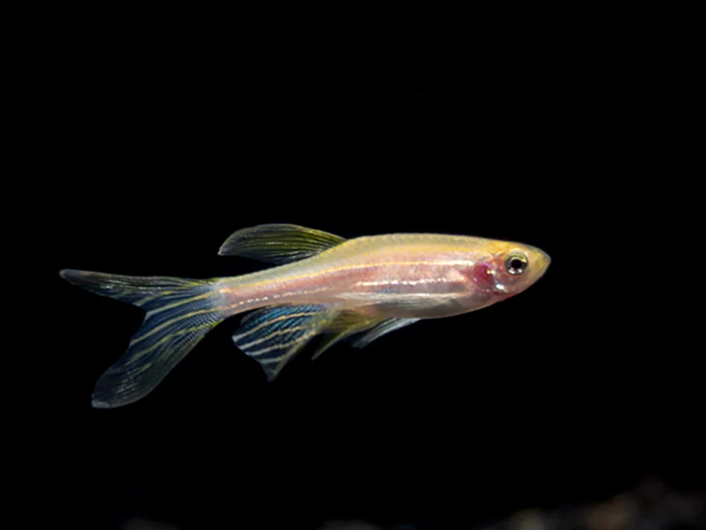 Longfin Golden Zebra Danio (Brachydanio rerio) - Tank Bred