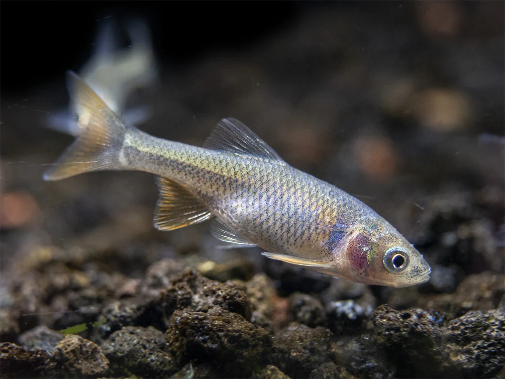 Red Shiner (Cyprinella lutrensis), Tank-Bred!