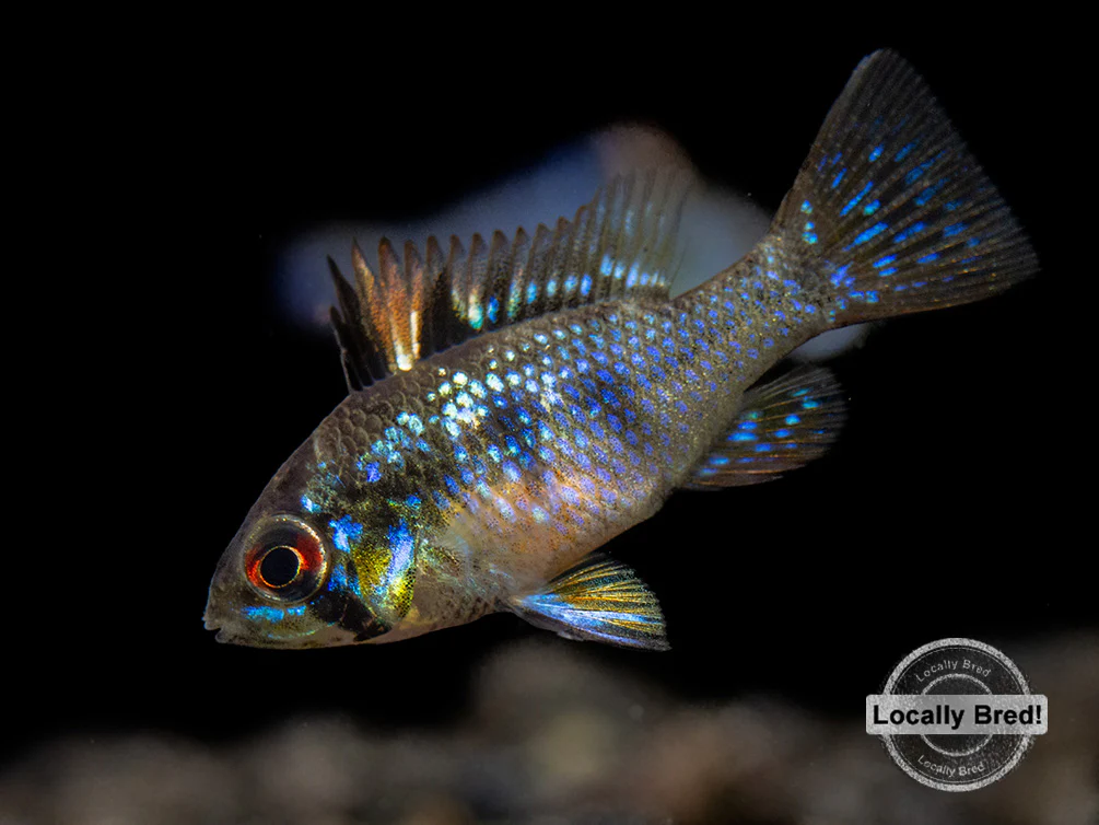 German Blue Ram Dwarf Cichlid (Mikrogeophagus ramirezi) - LOCALLY BRED!!!