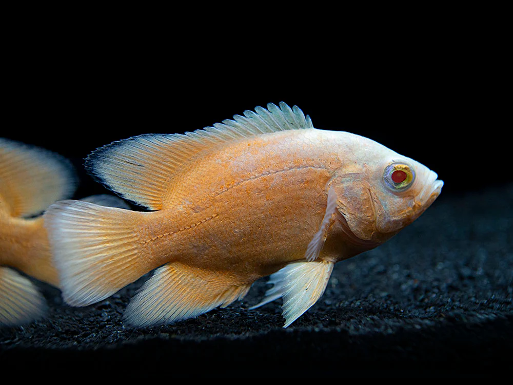 Albino Red Oscar (Astronotus ocellatus), Tank-Bred