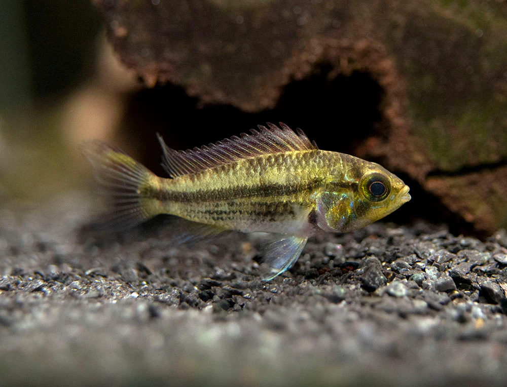 Cockatoo Dwarf Cichlid (Apistogramma cacatuoides)