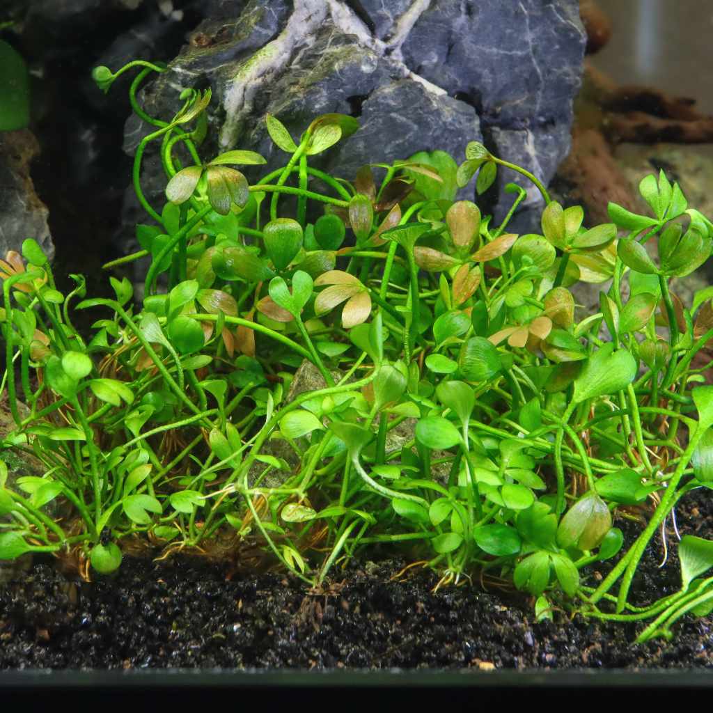 Marsilea Hirsuta Tissue Culture