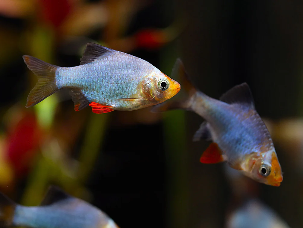 Platinum Green Tiger Barb (Puntigrus tetrazona) – Tank Bred