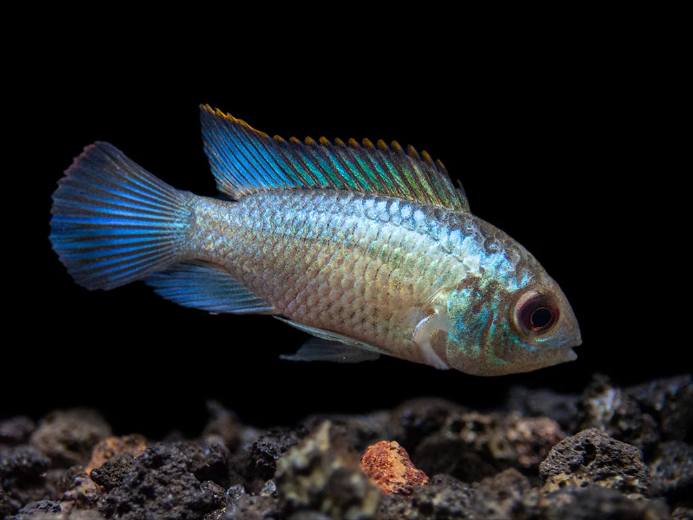 Electric Blue Acara Cichlid (Andinoacara pulcher hybrid), USA-Bred
