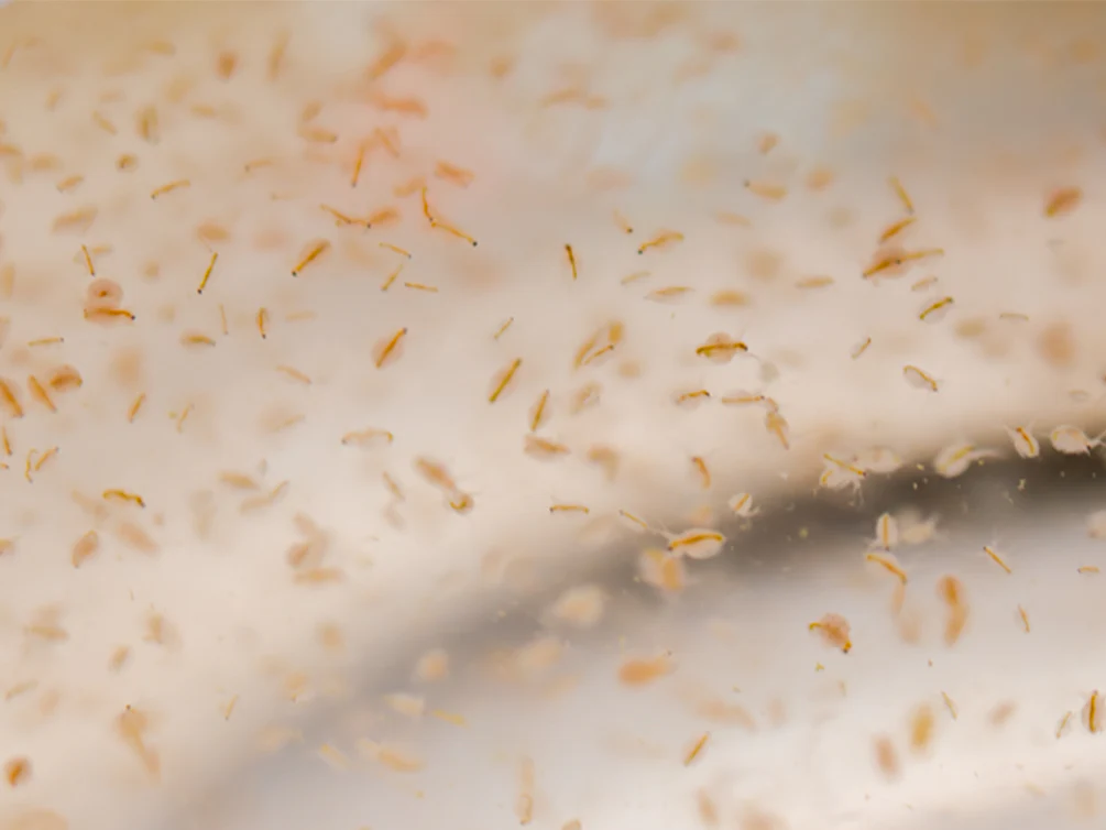 Live Moina Macrocopa (Water Flea) Culture - Aquatic Arts
