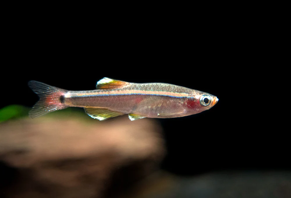 White Cloud Mountain Minnow (Tanichthys albonubes), Tank-Bred