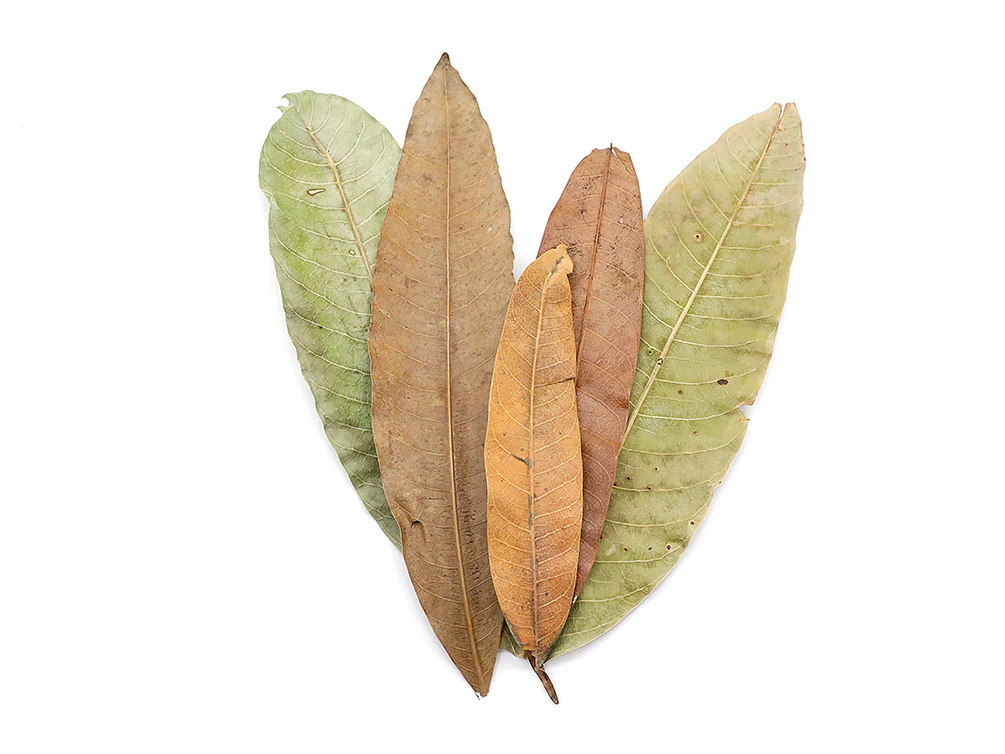Aquatic Arts Mango Leaves (Mangifera indica) — Dried Botanicals