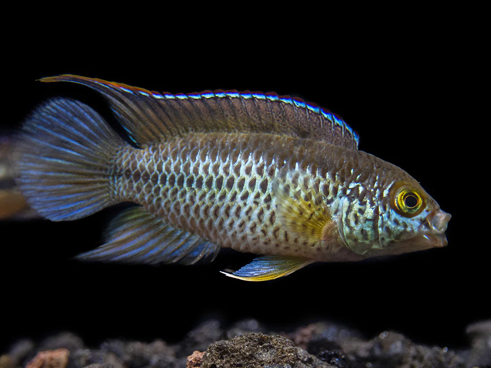 Golden Dwarf Cichlid (Nannacara anomala), - Tank Bred