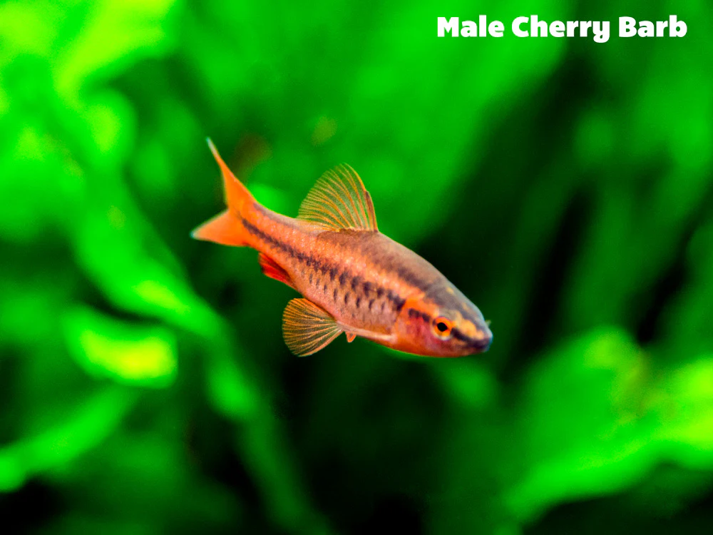 Cherry Barb (Puntius titteya), Tank-Bred