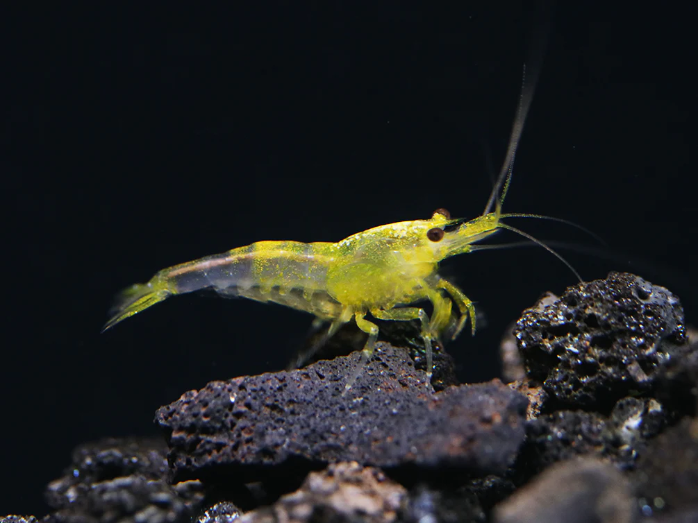 Yellow Cherry Shrimp (Neocaridina davidi) - Bred by Aquatic Arts