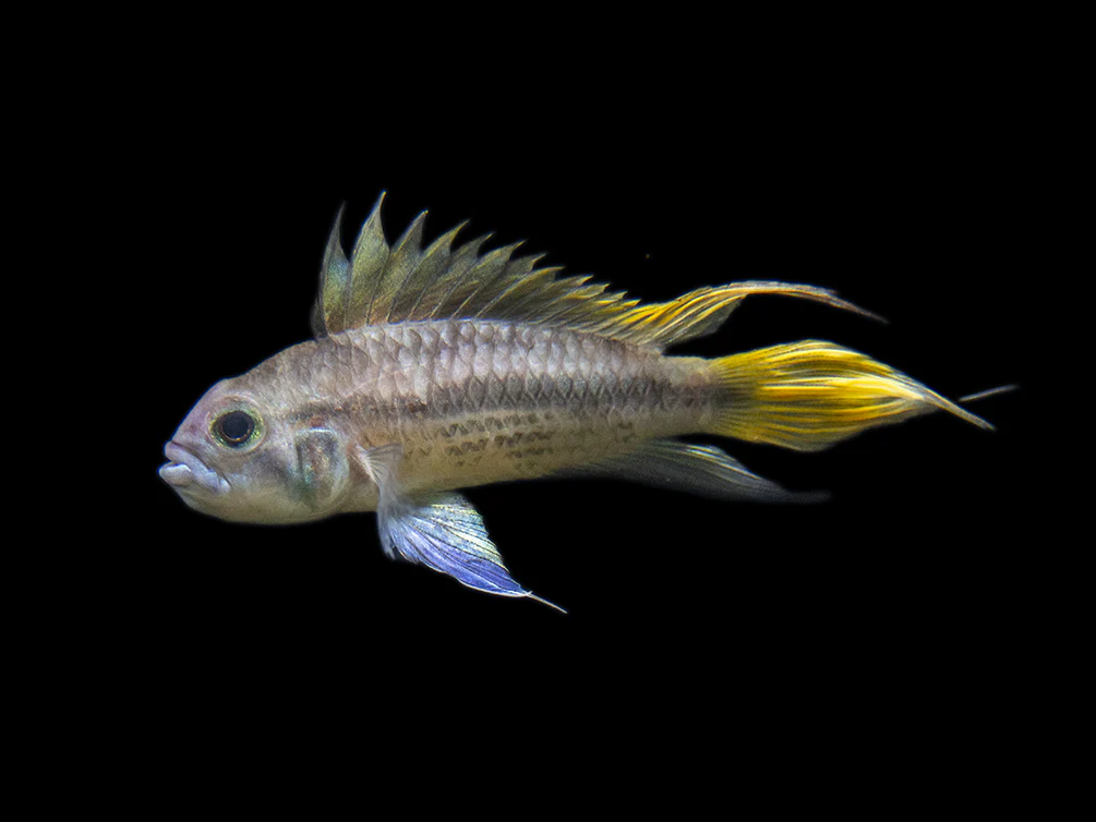 Yellow Flash Cockatoo Dwarf Cichlid (Apistogramma cacatuoides), Tank-Bred