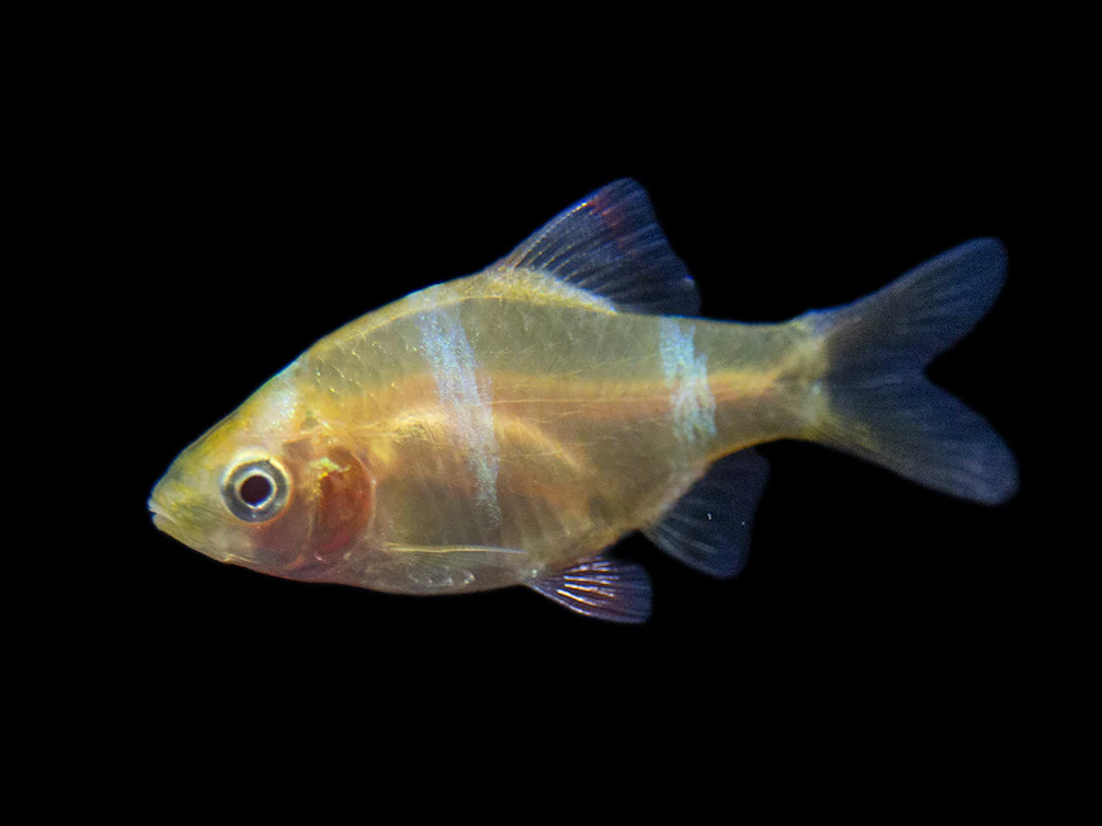 Albino Tiger Barb (Puntigrus tetrazona), Tank-Bred