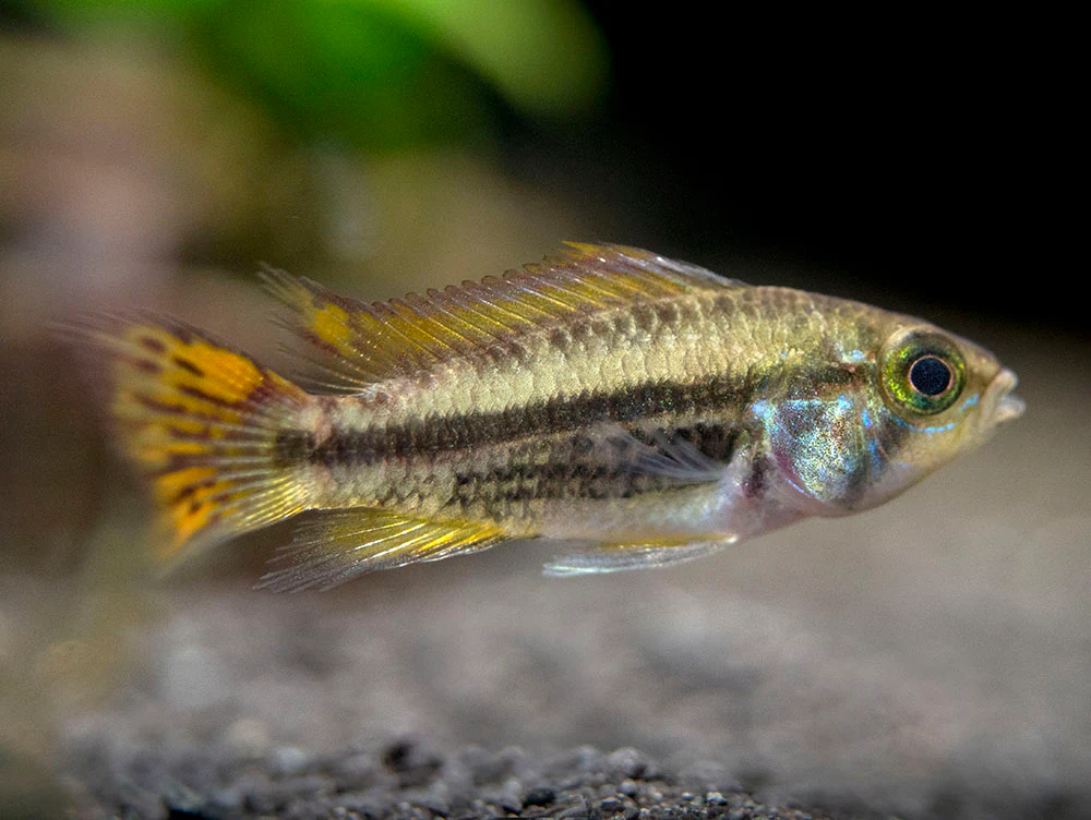 Cockatoo Dwarf Cichlid (Apistogramma cacatuoides)