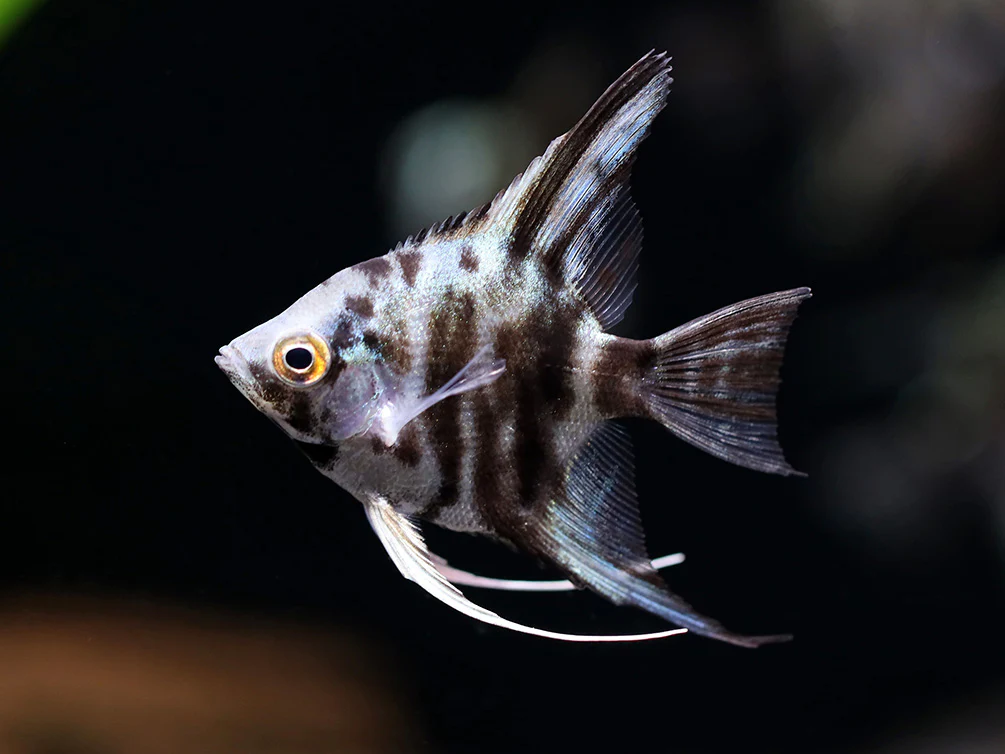 Blue Turquoise Marble Angelfish (Pterophyllum scalare) – Tank Bred