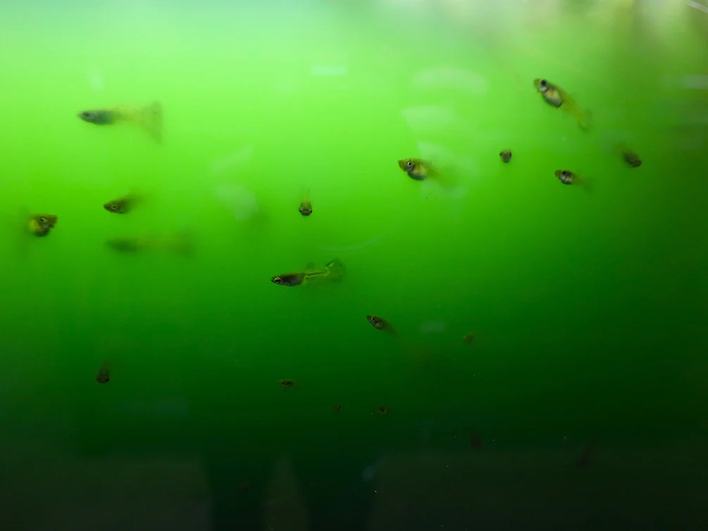 Green Water Phytoplankton – Live Freshwater Culture | Cultured by Aquatic Arts