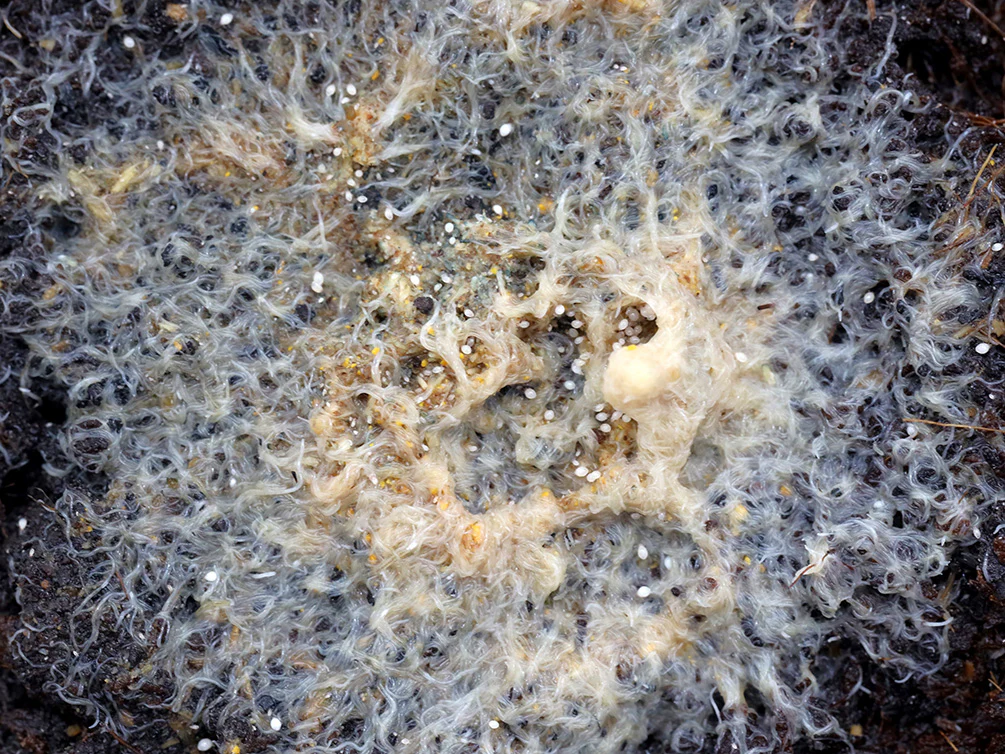 Grindal Worm Starter Culture (2 oz Cup) - Bred by Aquatic Arts