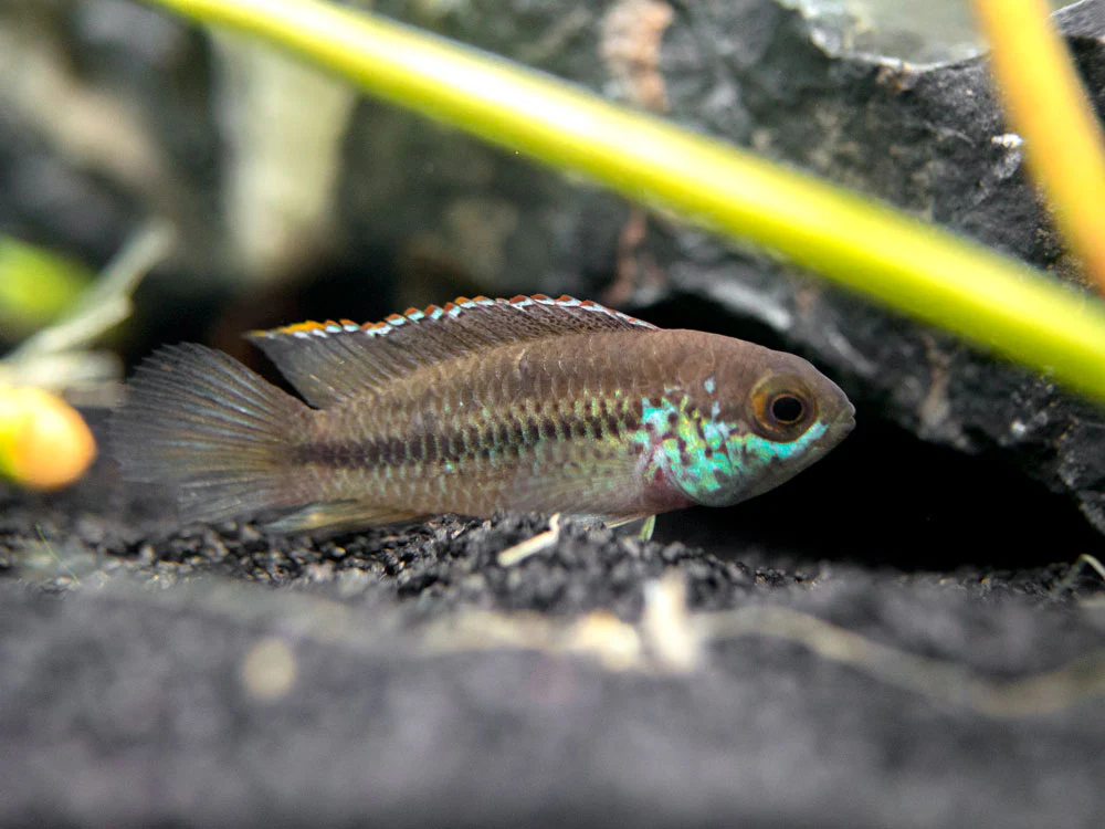 Golden Dwarf Cichlid (Nannacara anomala), - Tank Bred