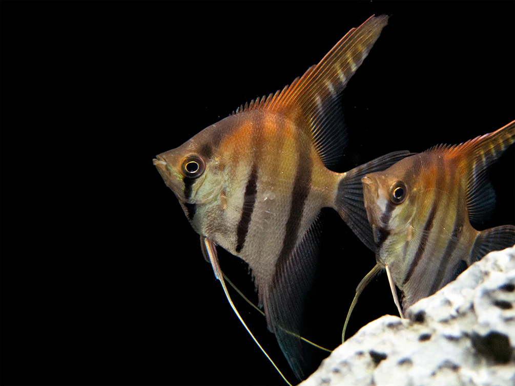 Red Shoulder Manacapuru Angelfish (Pterophyllum scalare) - TANK-BRED!!!