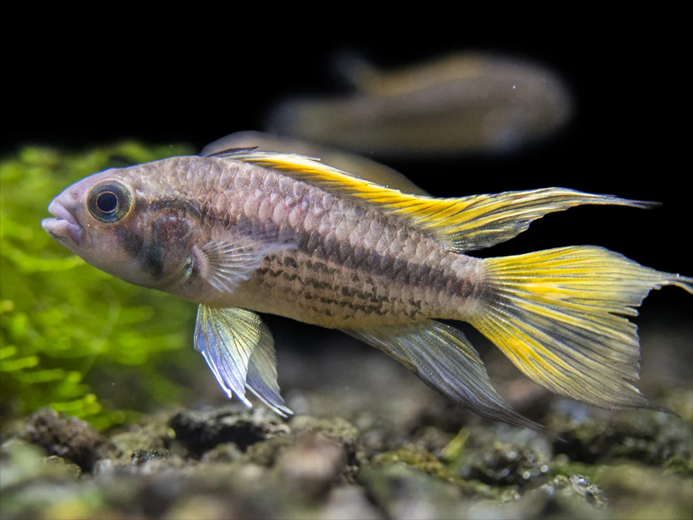 Yellow Flash Cockatoo Dwarf Cichlid (Apistogramma cacatuoides), Tank-Bred
