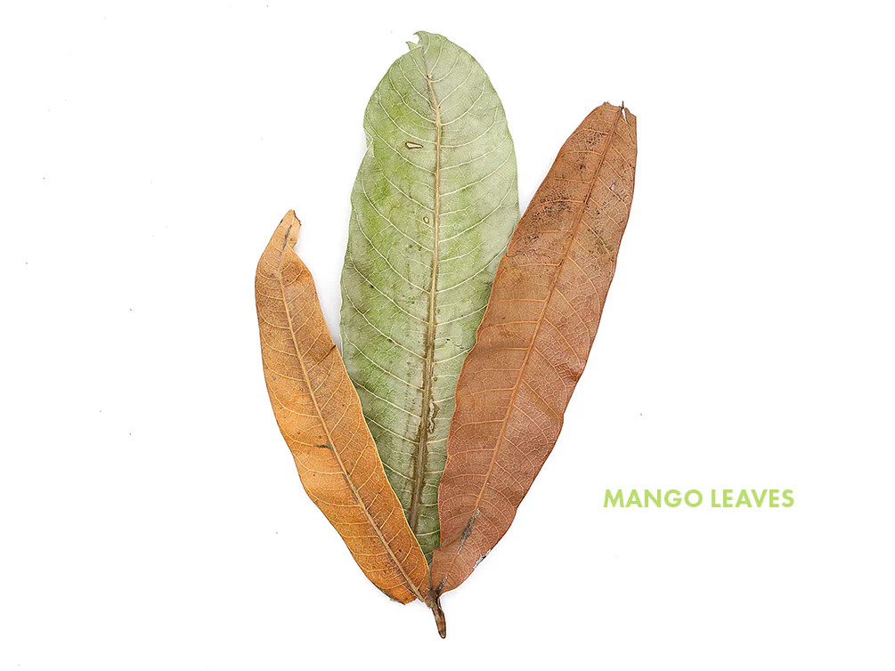 Aquatic Arts Mixed Fruit Leaf Botanical Pack (Mango, Guava, Banana & Jackfruit) - Dried Botanicals