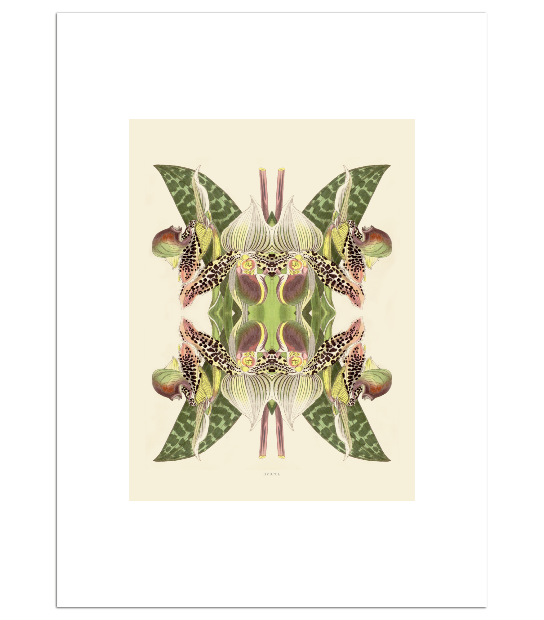 Poster Tiger Lily Magic 30 x 40 cm