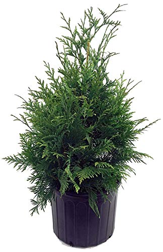 Green Promise Farms ENTHGG03 Live Plant Thuja-X Green Giant Evergreen (Western Arborvitae), 3 Gallon