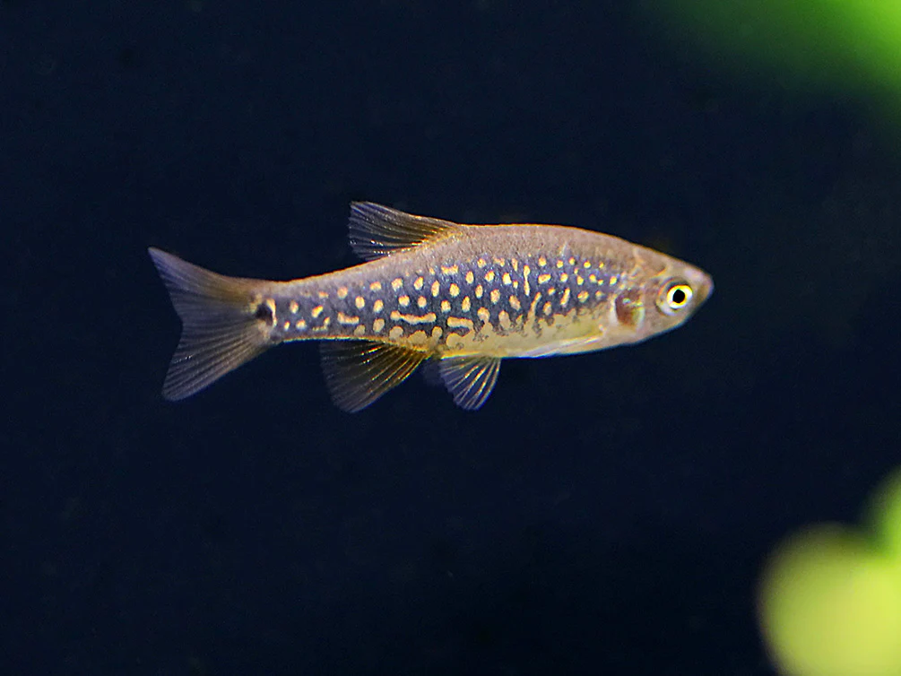 Celestial-Emerald Danio Hybrid AKA Hybrid Galaxy Microrasbora (Danio margaritatus x Danio erythromicron) – Tank Bred