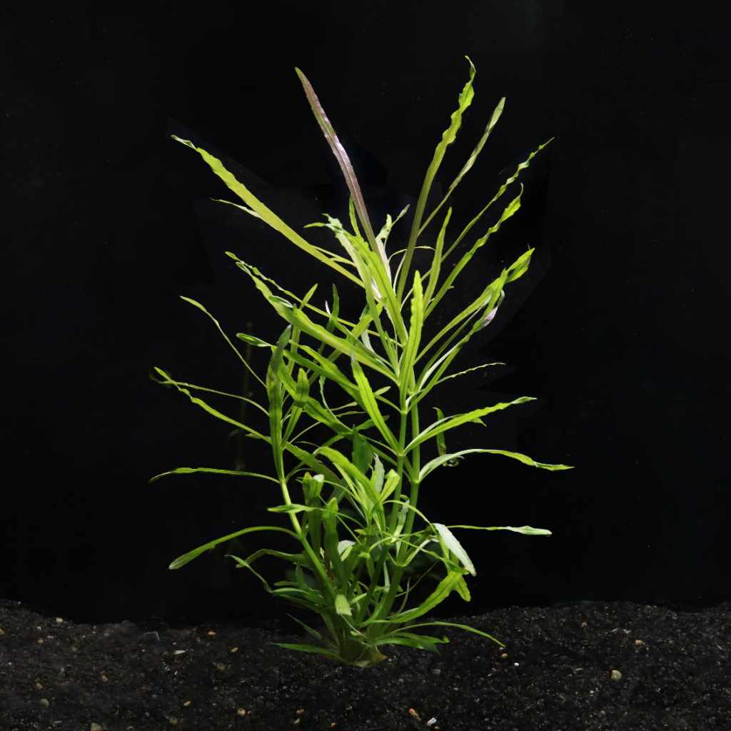 Pogostemon Stellatus 'Octopus'