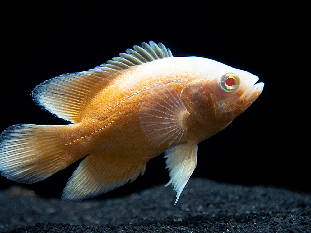 Albino Red Oscar (Astronotus ocellatus), Tank-Bred
