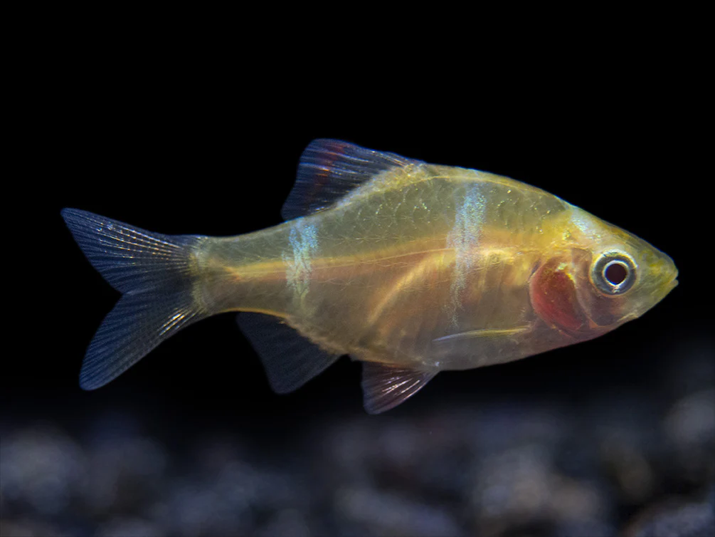Albino Tiger Barb (Puntigrus tetrazona), Tank-Bred