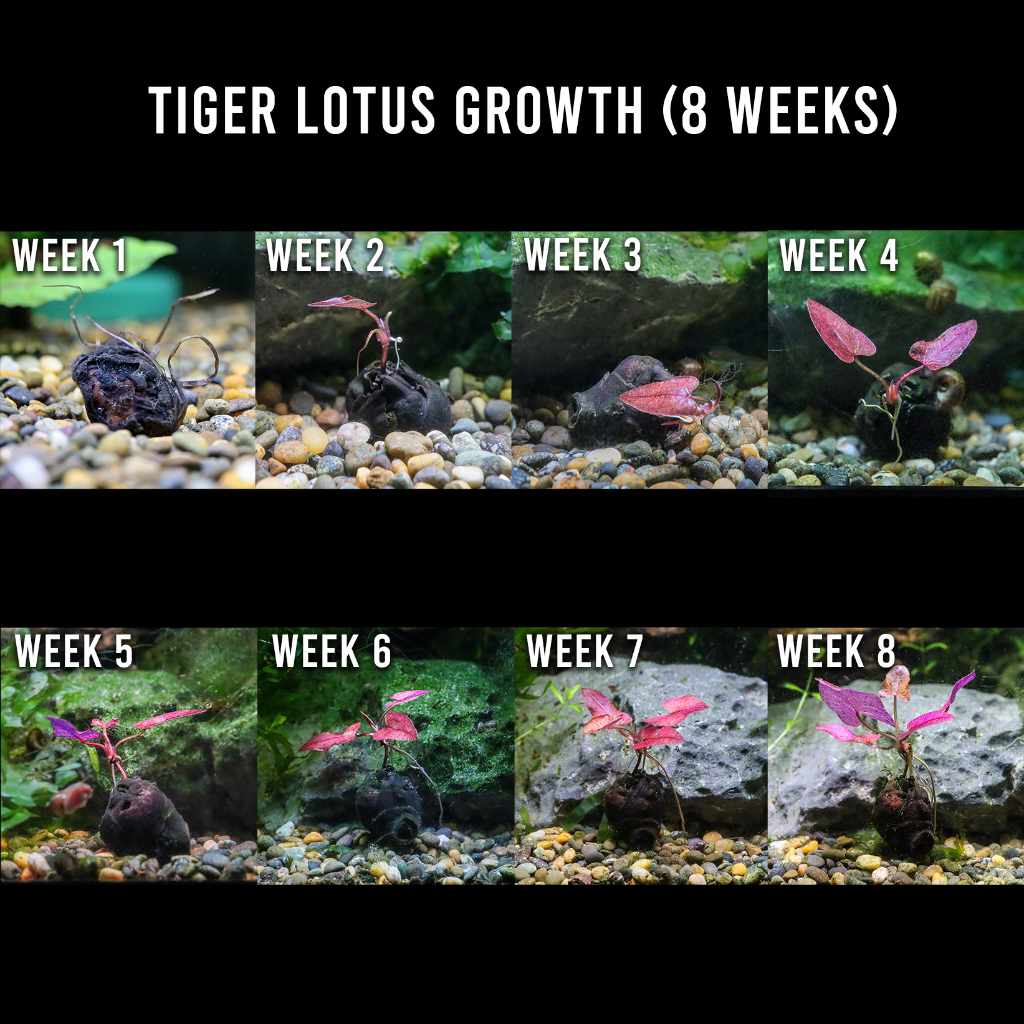 Tiger Lotus Bulb
