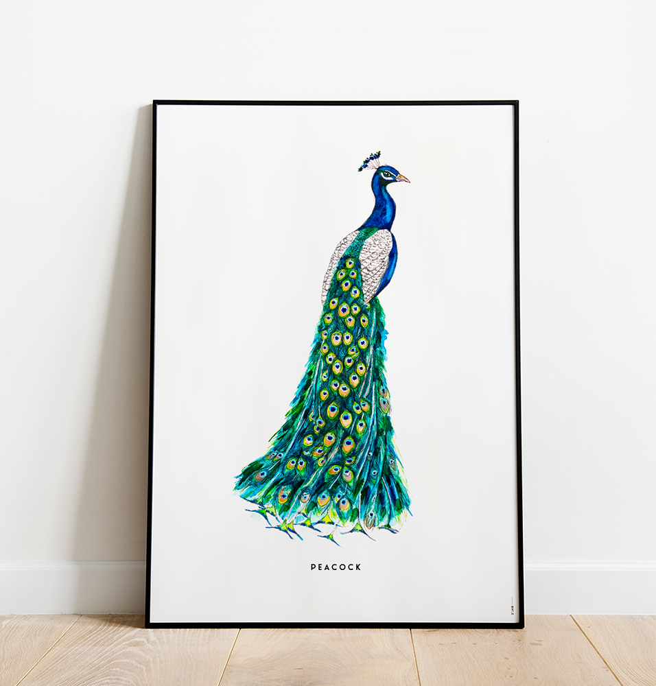 Poster 50x70 Pauw