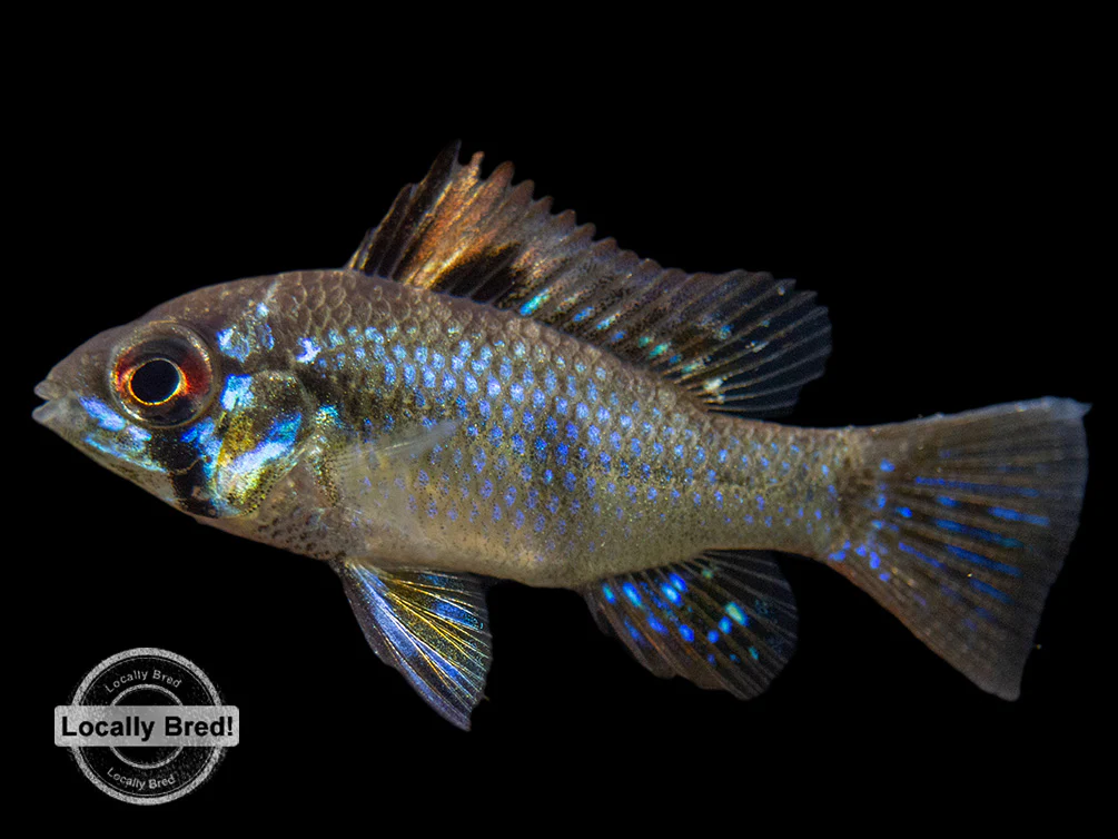 German Blue Ram Dwarf Cichlid (Mikrogeophagus ramirezi) - LOCALLY BRED!!!
