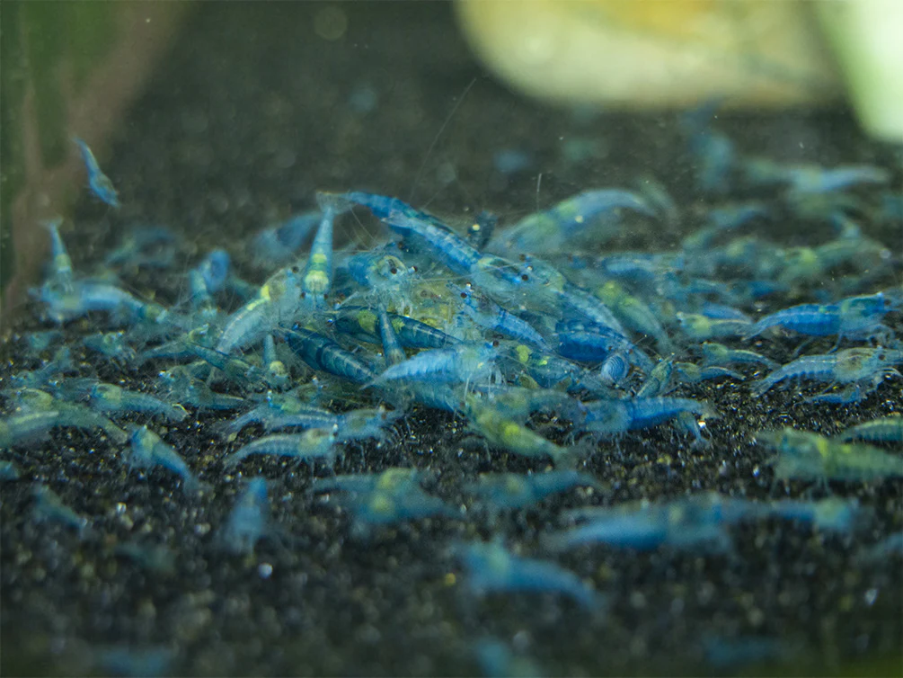 Shrimp Envy - Complete Envy Shrimp Food