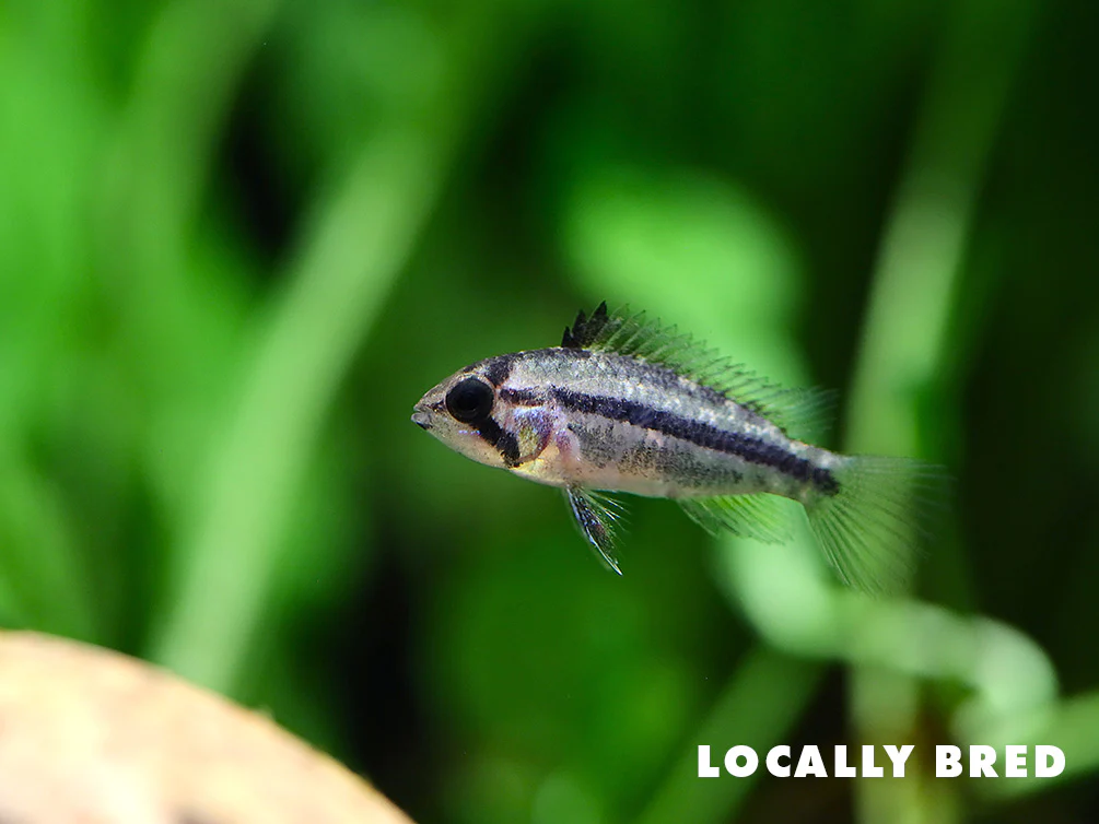 Cockatoo Dwarf Cichlid (Apistogramma cacatuoides)