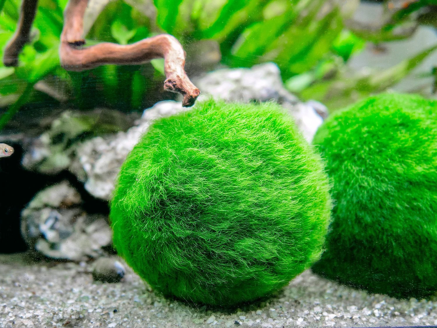Aquatic Arts Marimo Moss Ball Fertilizer Food 8oz.