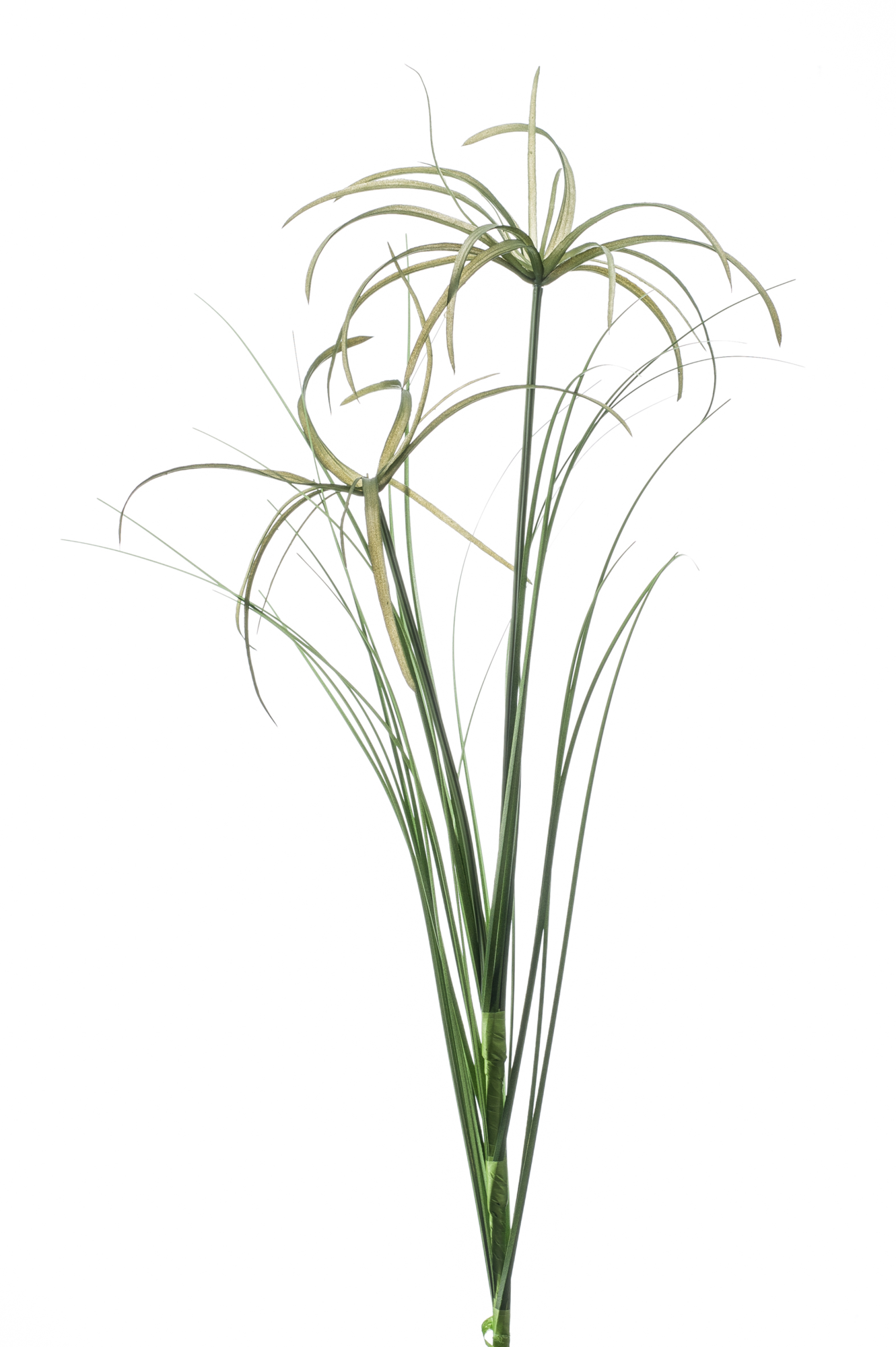 Cyperus spray 65 cm