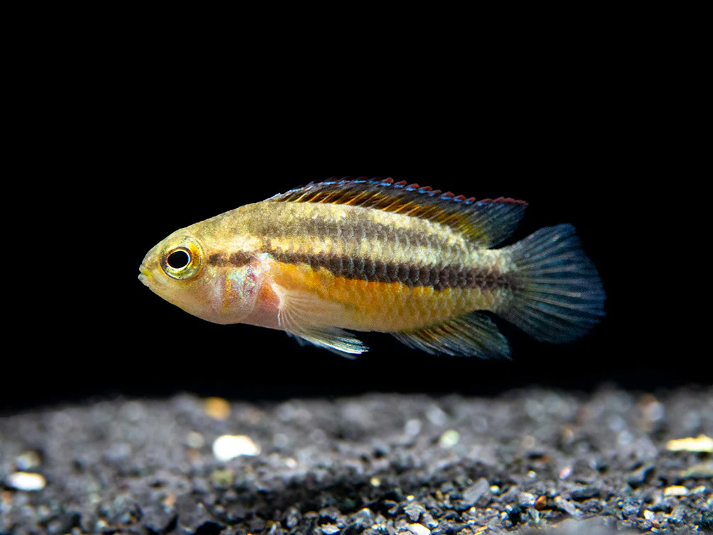 Golden Dwarf Cichlid (Nannacara anomala), - Tank Bred
