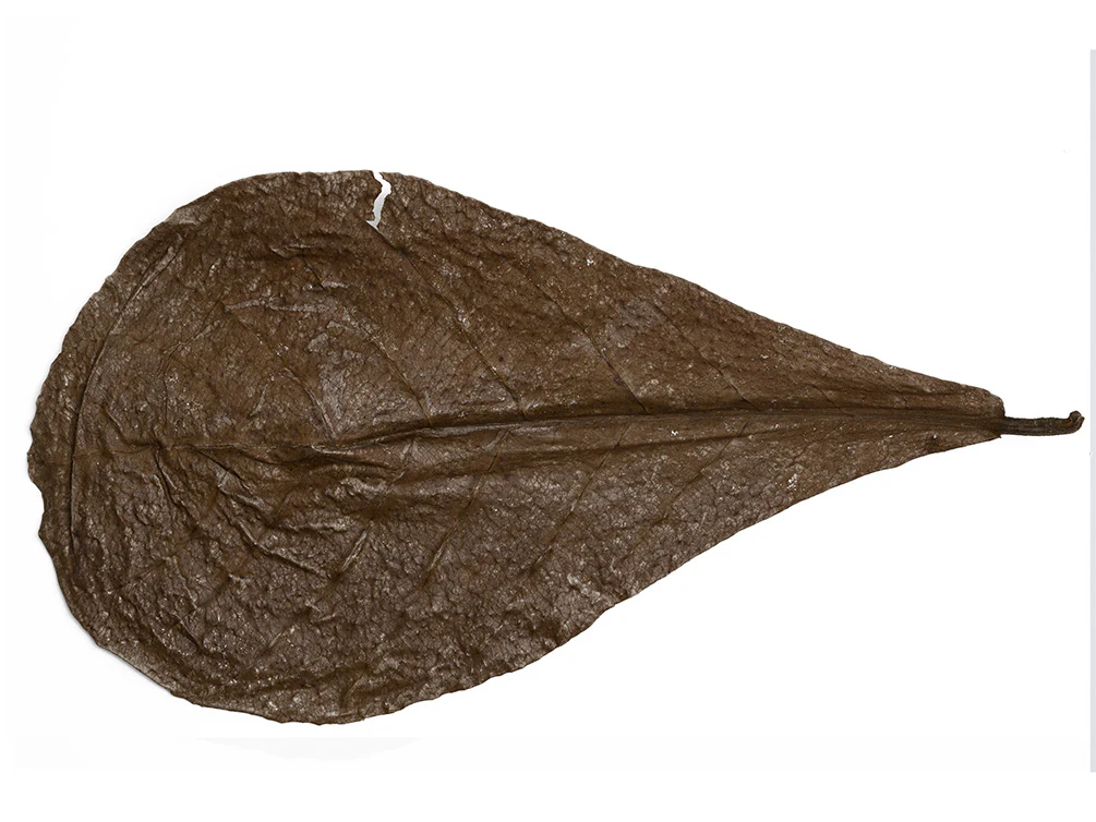 Catappa AKA Indian Almond Leaves