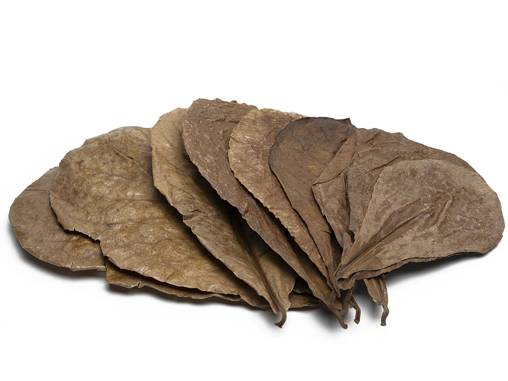Catappa AKA Indian Almond Leaves