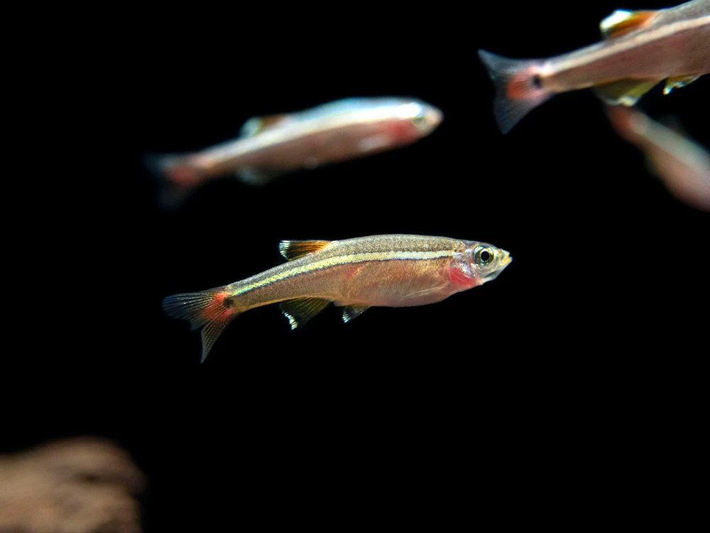White Cloud Mountain Minnow (Tanichthys albonubes), Tank-Bred