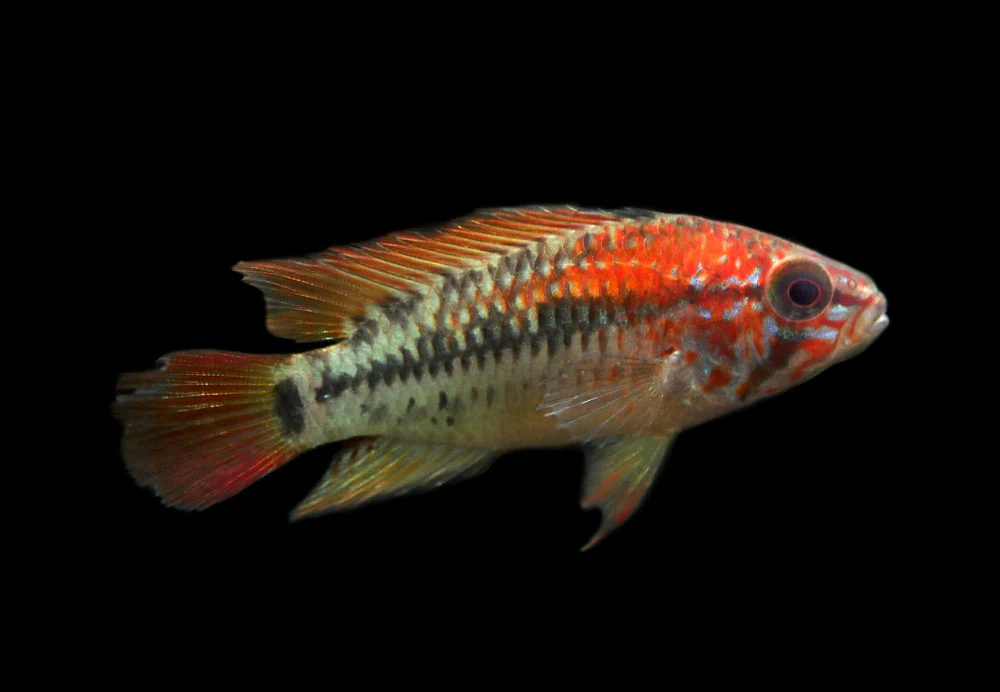 Red Shoulder Dwarf Cichlid (Apistogramma macmasteri), Tank-Bred