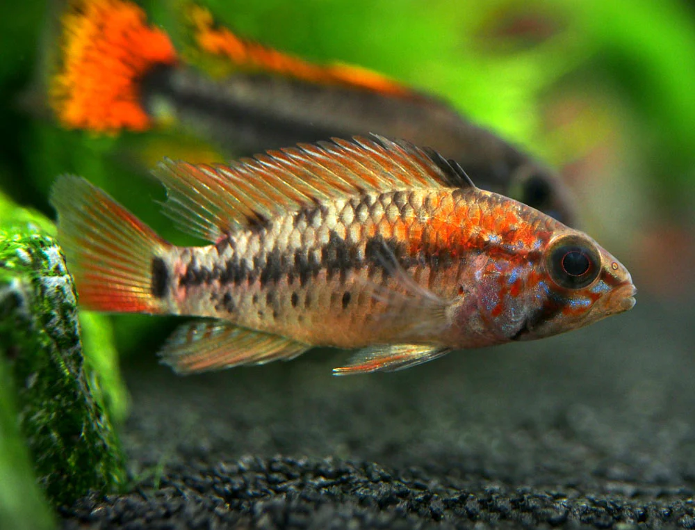 Red Shoulder Dwarf Cichlid (Apistogramma macmasteri), Tank-Bred