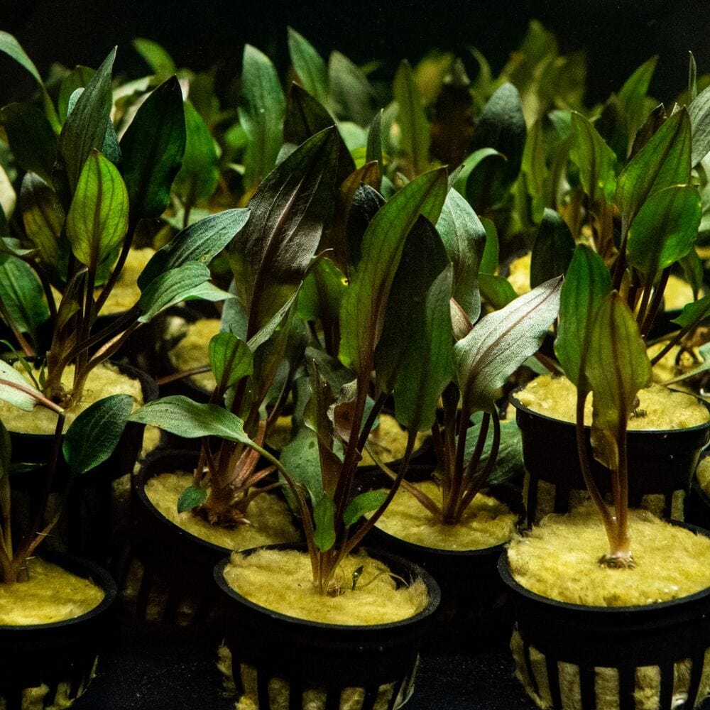 Cryptocoryne Wendtii Red