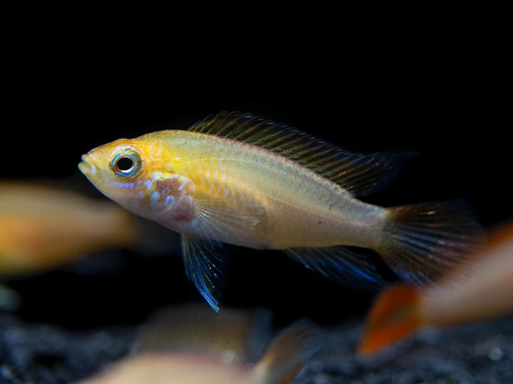 Fire Red Agassizi's Dwarf Cichlid (Apistogramma cf. agassizii) - TANK-BRED!!!